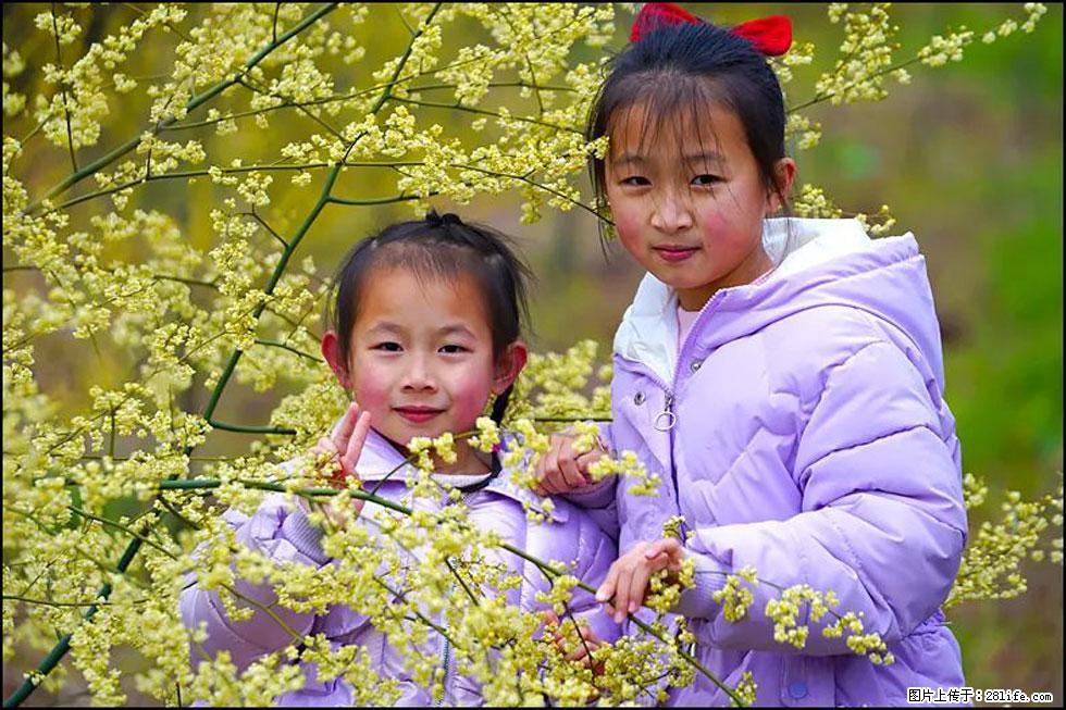 【春天,广西桂林灌阳县向您发出邀请!】米珠山前有片山苍子花在飘香 - 游山玩水 - 衢州生活社区 - 衢州28生活网 quzhou.28life.com