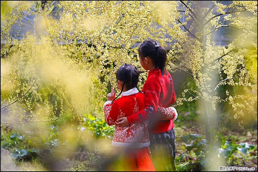 【春天,广西桂林灌阳县向您发出邀请!】米珠山前有片山苍子花在飘香 - 游山玩水 - 衢州生活社区 - 衢州28生活网 quzhou.28life.com