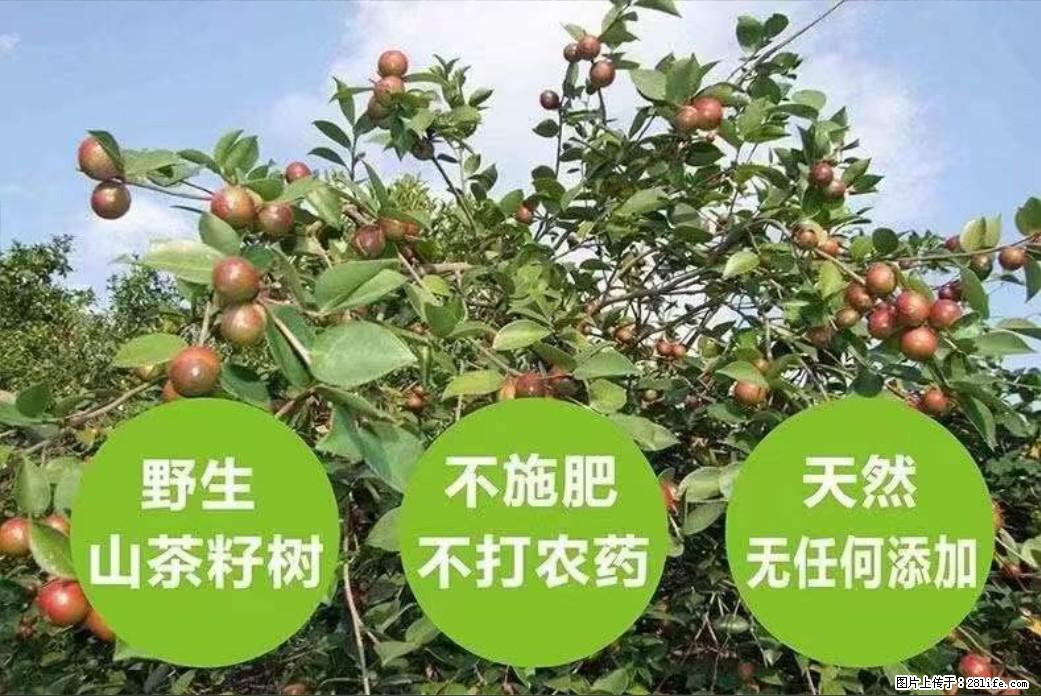 【灌阳县油茶产业示范区】一个有着充实的精神生活的人,对待身外之物自会有一种淡泊的态度 - 土特产 - 饮食特产 - 衢州分类信息 - 衢州28生活网 quzhou.28life.com