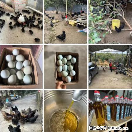 油茶园从小鸡仔开始养起的纯土鸡、土鸡蛋可以预定啦!还有前几天刚榨的纯山茶油哦 - 土特产 - 饮食特产 - 衢州分类信息 - 衢州28生活网 quzhou.28life.com