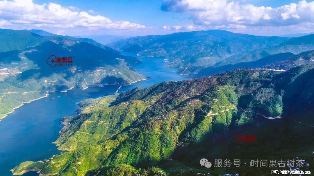 时间果百年古树龙珠普洱生茶 - 购物交流 - 衢州生活社区 - 衢州28生活网 quzhou.28life.com