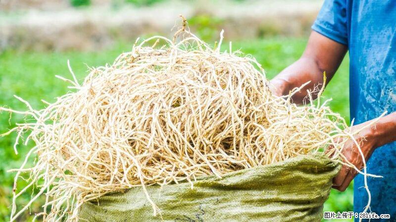 堪称“最难吃”的蔬菜，却是 “抗辐射神器”，还能护肺、清热、止咳化痰！ - 衢州生活资讯 - 衢州28生活网 quzhou.28life.com