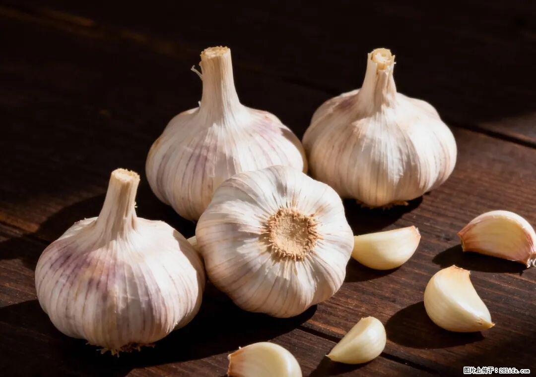 关于大蒜,除了“天然抗生素”,这4个谣言更该警惕! - 衢州生活资讯 - 衢州28生活网 quzhou.28life.com