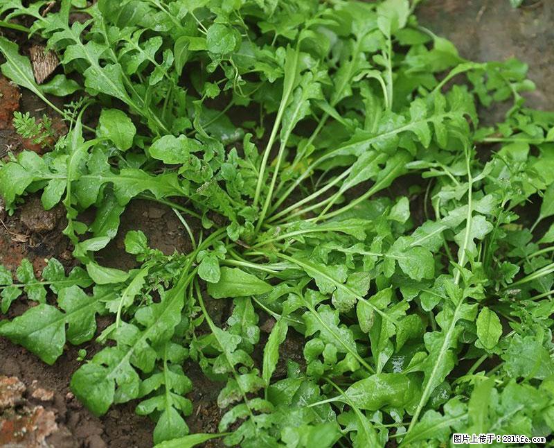 这些蔬菜是“天然钙片”，这6种被医生重点推荐 - 衢州生活资讯 - 衢州28生活网 quzhou.28life.com