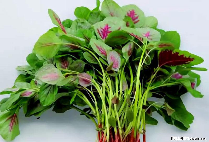 这些蔬菜是“天然钙片”，这6种被医生重点推荐 - 衢州生活资讯 - 衢州28生活网 quzhou.28life.com