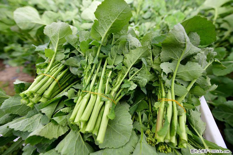 这些蔬菜是“天然钙片”，这6种被医生重点推荐 - 衢州生活资讯 - 衢州28生活网 quzhou.28life.com